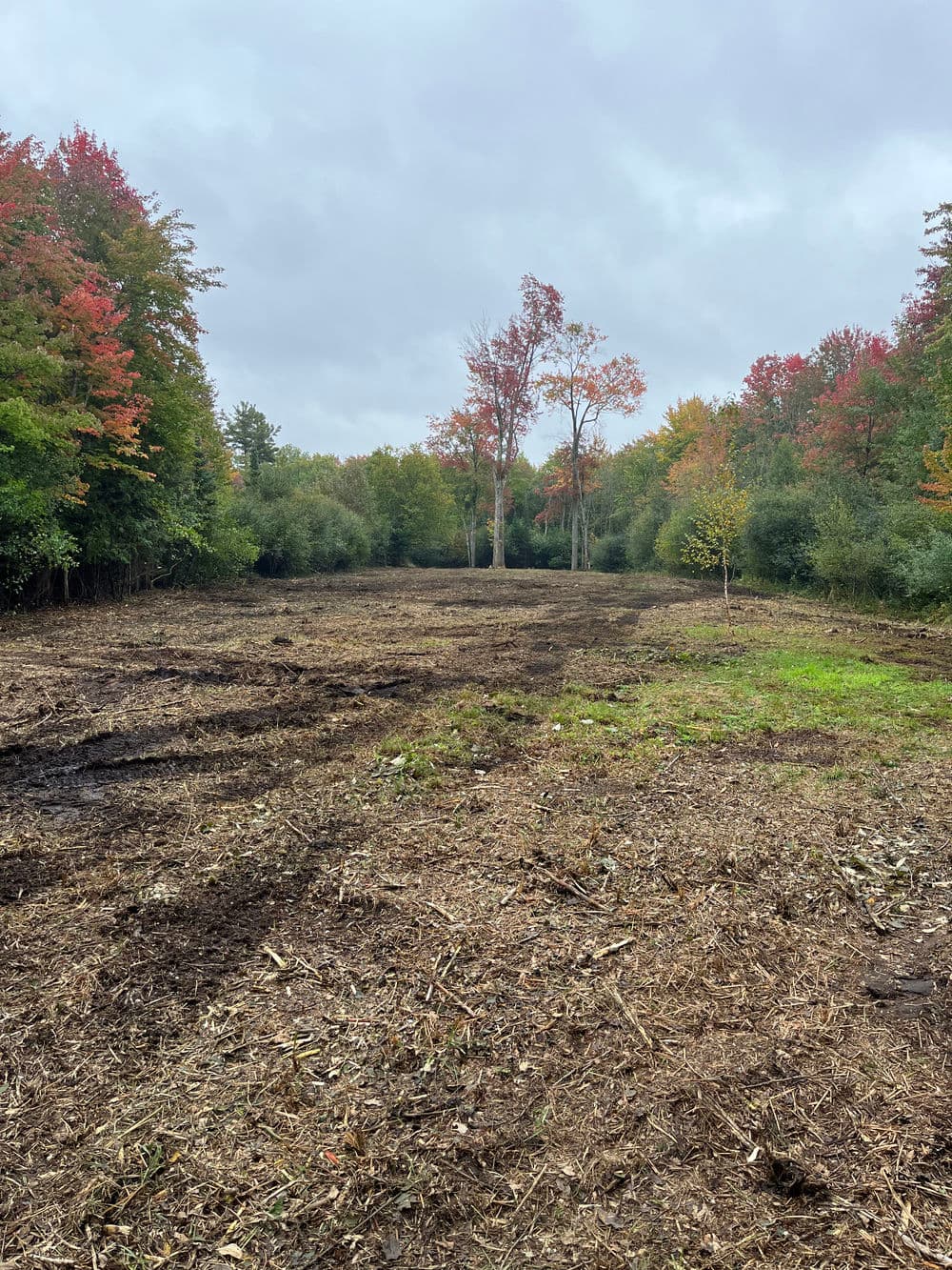 Cleared land with scattered trees and autumn foliage in a natural setting under a cloudy sky.