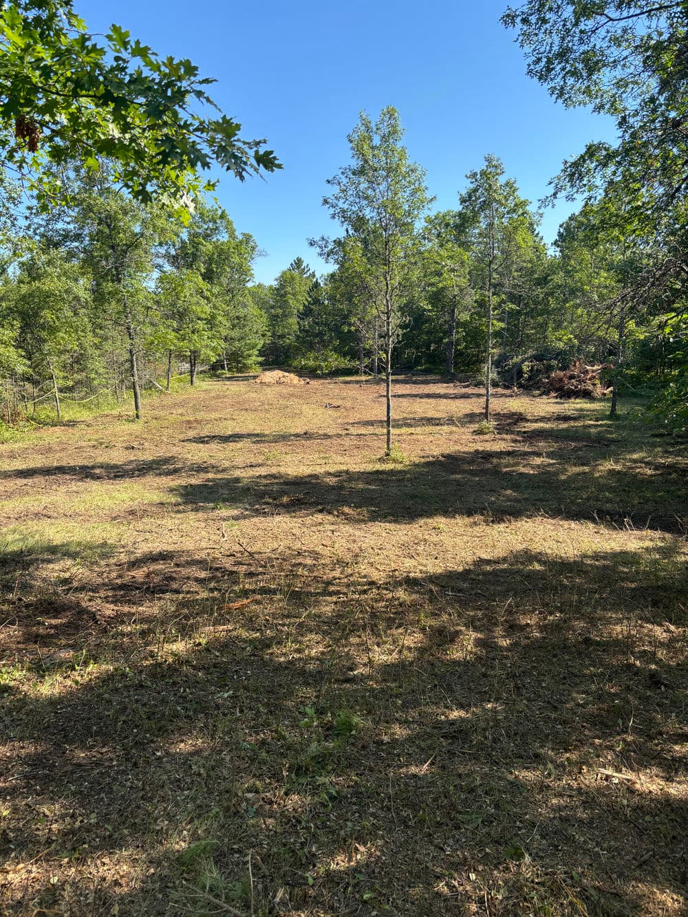 Cleared wooded area with young trees under a bright blue sky and scattered shade.