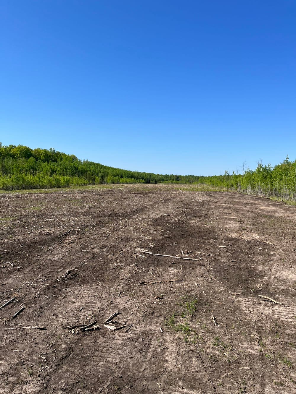 Cleared land with sparse vegetation under a clear blue sky and surrounding forest.