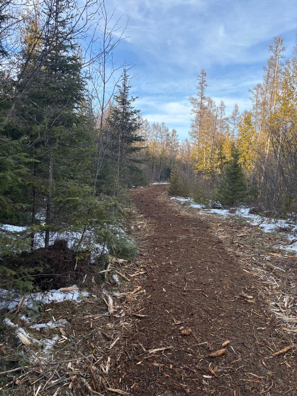 Winter forest trail with fresh wood mulch surrounded by evergreen trees and a clear blue sky.
